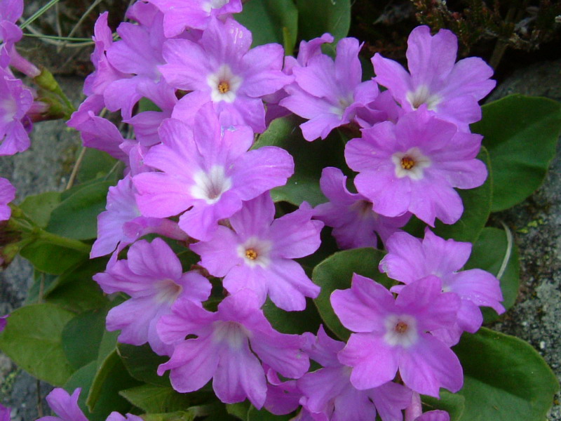 Primula apennina / Primula appenninica